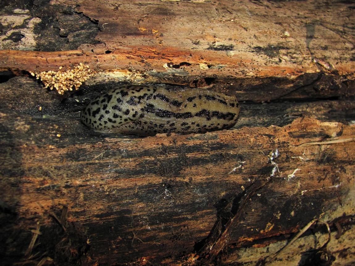 Limacidae dalla Germania Meridionale